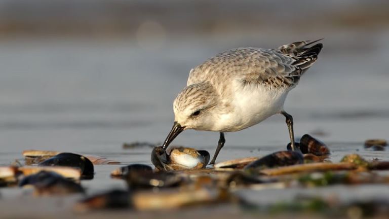 Bird spotting at Hayle Estuary