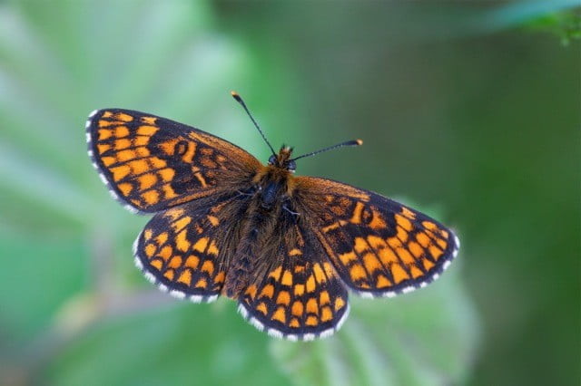Cornish butterflies